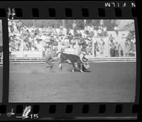 Wild Cow Milking - Jerry Anderson