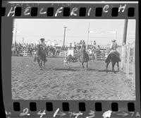 Lee Farris Steer Wrestling