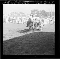 Jim Charles Steer Wrestling