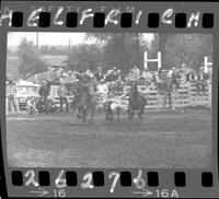 Harley may Steer Wrestling