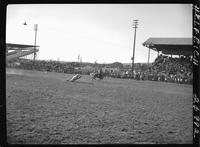 Sonny Davis Steer Roping