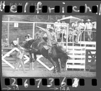 Terry Etzkorn on Brown Jug  (K-S)