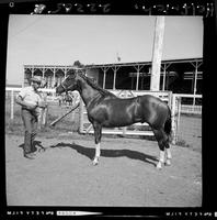 '60 Staalion, "Scamp Sandy" [also grand] Clarence Roth, Lynn Laske oweners