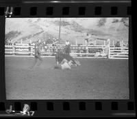 Wild Cow Milking - Jerry Anderson