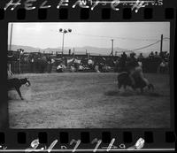 Lee Cockrell Calf Roping
