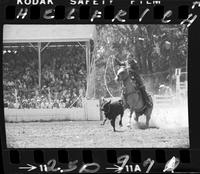 Barry Burke Steer Wrestling