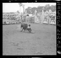 Buck chased and caught by bull