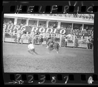 Wild Cow Milking - Jerry Anderson