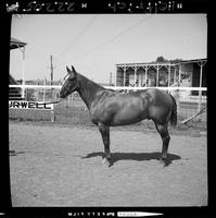 Gildings, 5 yr & older, Thomas Bert, The Scott Girls, North Platte, Neb.