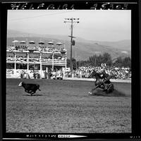 Bob Nordtome Calf Roping