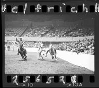 Harry Charters Steer Wrestling