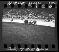 Warren Wuthier Steer Wrestling