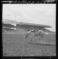 Earl Howell off Twinkle Toes  (amateur)