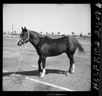 Jim Davis' Horse