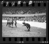 Olin Young Calf Roping