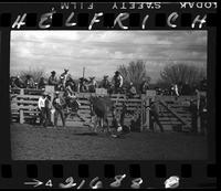 Donald Henderson off M.J.B.  (Amateur)