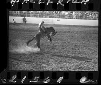 Wild Horses Race