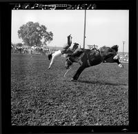 Mickey Melindy off Cheyenne  (R)