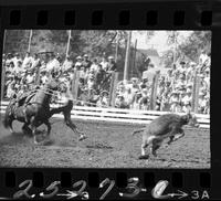 Chet Morrison Calf Roping