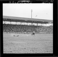 Dewey David Steer Roping