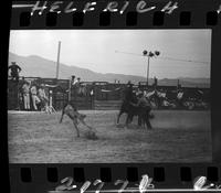 Gene Rambo Calf Roping