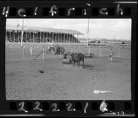 Bull Fighters