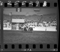 Harry Stickler Steer Wrestling