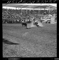 Dean Oliver Calf Roping