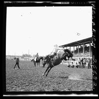 Bill Martinelli on Badger