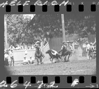 Ted Reed Steer Wrestling