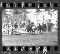 Ben Findley Steer Wrestling