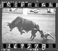 4 negatives of bull riding  (Who)