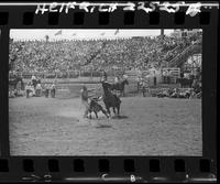 Dale smith Calf Roping