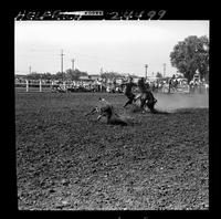 Lee Ferris Calf Roping