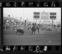 Dale Smith Calf Roping