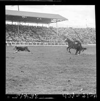 Clark Maddox Calf Roping