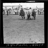 Don Drake Steer Wrestling