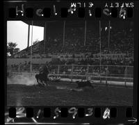 Anson Thurman Calf Roping