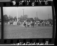 Jim Charles Steer Wrestling