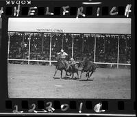 C.R. Baucher Steer Wrestle