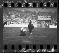 Ray Belyeu (untieing) Calf Roping