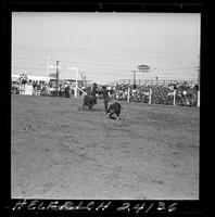 Duane Reece Calf Roping