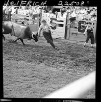 Wilbur Plaugher & bull