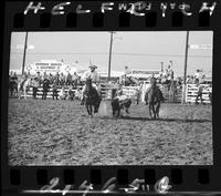 Bill Hogue Steer Wrestling