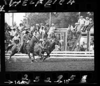 Vince Shammo Steer Wrestling