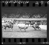 Art Arnold - Ace Berry Team Roping
