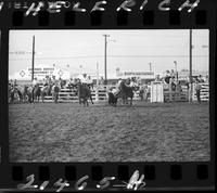 Homer Pettigrew Steer Wrestling