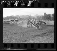 Bob Wylie Calf Roping