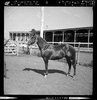 '62 Horses Colts, Pines "Del Rio", Lloyd Geweke, Ord