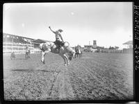 Stan Moser on Twinkle Toes  (Amateur)